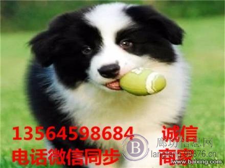 黑白金边陨石边牧高智商边境牧羊犬飞盘七白三通幼犬