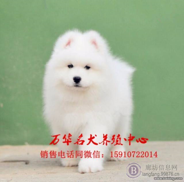 北京纯种萨摩耶价格 哪有澳版萨摩出售 北京万华名犬