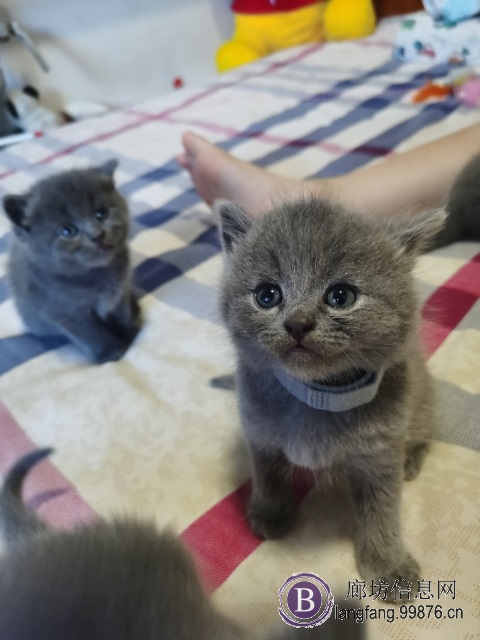 自家蓝猫繁殖的小蓝猫，价格可议